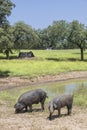 Ranged freeley black iberian pigs in springtime, Extremadura