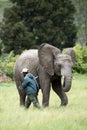 Ranger holding stick with young African elephant