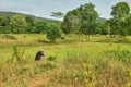 A ranger is observing the cluster of wild Asian elephant.