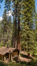 Ranger station dwarfed by Giant Sequoias, Merced Grove, at Yosemite Nat`l. Park, CA