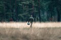 Rangers with feeding bucket in field. National Park Hoge Veluwe.