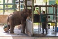 Rangers feeding milk to young orphaned elephants while they are checked by a vet