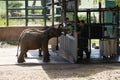 Rangers feeding milk to young orphaned elephants