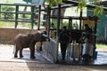 Rangers feeding milk to young orphaned elephants