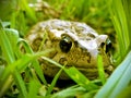 Rangers Toad Royalty Free Stock Photo