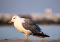 ranging from 29 cm in length to 120 g in weight of the small gull, to 75 cm