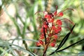 Red Grevillea Flowers Royalty Free Stock Photo