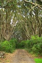 Rangitoto island