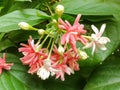 Rangoon creepee flower