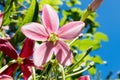 Rangoon Creeper,beautiful pink flower Royalty Free Stock Photo