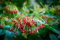 Rangoon Creeper, Drunen sailor flower Royalty Free Stock Photo