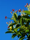 Rangoon creeper flowers Royalty Free Stock Photo