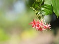 Rangoon creeper name flower The flower looks like long tube At the end of the flower is separated into five petals with red white