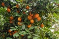 Rangpur Fruit Tree