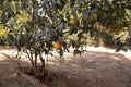 Rangpur Fruit Tree