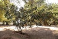 Rangpur Fruit Tree