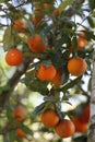 Rangpur lime fruit on the tree closeup