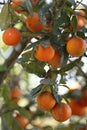 Rangpur lime fruit on the tree closeup