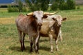 Beef longhorn steer on a ranch with a broken horn