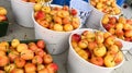 Ranier Cherries Royalty Free Stock Photo