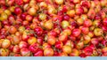 Ranier Cherries and Stems Royalty Free Stock Photo