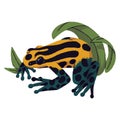 Ranitomeya amazonica. Yellow poison dart frog, toad with patterned skin. Venomous terrarium inhabitant, toxic amphibian Royalty Free Stock Photo