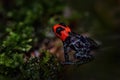 Ranitomeya benedicta, Blessed Poison dart frog in the nature forest habitat. Dendrobates danger frog from central Peru  and Brazil Royalty Free Stock Photo