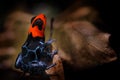 Ranitomeya benedicta, Blessed Poison dart frog in the nature forest habitat. Dendrobates danger frog from central Peru  and Brazil Royalty Free Stock Photo