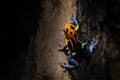 Ranitomeya fantastica Varadero, Red-headed poison frog in the nature forest habitat. Dendrobates  frog from central Peru east of Royalty Free Stock Photo