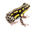 Poison dart or arrow frog, Ranitomeya flavovittata