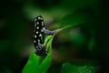Ranitomeya vanzolinii, Brazilian spotted poison frog, in the nature forest habitat. Dendrobates from from central Peru east of the Royalty Free Stock Photo