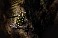 Ranitomeya vanzolinii, Brazilian spotted poison frog, in the nature forest habitat. Dendrobates from from central Peru east of the Royalty Free Stock Photo