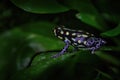 Ranitomeya vanzolinii, Brazilian spotted poison frog, in the nature forest habitat. Dendrobates from from central Peru east of the Royalty Free Stock Photo