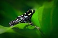 Ranitomeya vanzolinii, Brazilian spotted poison frog, in the nature forest habitat. Dendrobates from from central Peru east of Rio Royalty Free Stock Photo