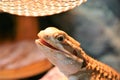 A rankin`s dragon basking under heat lamp Royalty Free Stock Photo