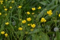 Buttercup caustic, common type of buttercups. Field, forest plant. Flower bed