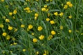 Rannculus acris. Buttercup caustic, common type of buttercups. Field, forest plant