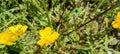 Rannculus acris. Field, forest plant. Flower bed, beautiful gentle plants. Sunny summer day. Yellow flowers. Buttercup is a Royalty Free Stock Photo