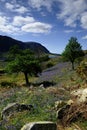 The Rannerdale Bluebells Royalty Free Stock Photo