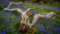 Rannerdale Bluebells in the Lake District Royalty Free Stock Photo