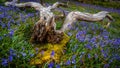 Rannerdale Bluebells in Lake District Royalty Free Stock Photo