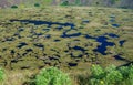 Rano kau volcano crater lake in Rapa Nui Royalty Free Stock Photo