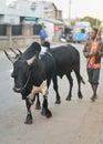 Ranohira, Madagascar - April 29, 2019: Unknown local Malagasy man walking barefoot with his two Zebu indicine cows on the asphalt