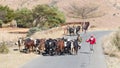 Herd of Zebu walking on the road. Zebu are the working horse of agricultural Madagascar,