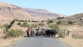 Herd of Zebu walking on the road. Zebu are the working horse of agricultural Madagascar, Royalty Free Stock Photo