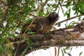 Ranomafana jungle lemur Royalty Free Stock Photo