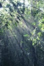 Ranomafana National Park, Haute Matsiatra, Madagascar, Southeast Africa