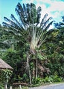 Ranomafana National Park, Haute Matsiatra, Madagascar, Southeast Africa