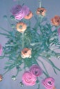 Ranonkels / Ranunculus / Flowers / Bloemen / Persian Buttercup Royalty Free Stock Photo