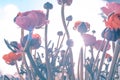 Ranonkels / Ranunculus / Flowers / Bloemen / Persian Buttercup Royalty Free Stock Photo